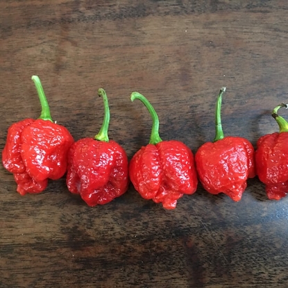 Picture of Trinidad Scorpion Chilli Pepper